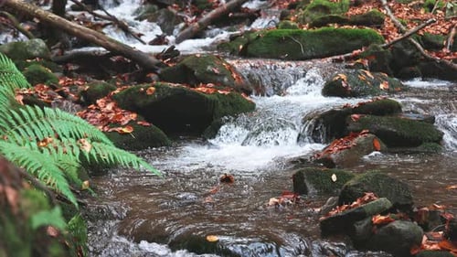 Mountain River with Autumn Leaves