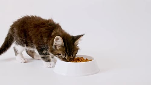 Two Adorable Kittens Eating Dry Cat Food