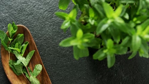 Fresh Mint Plant and Cut Mint on Table