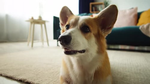 Adorable Corgi Dog Relaxing Indoors Close-Up