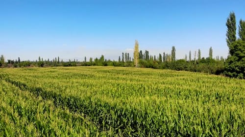 Corn Field