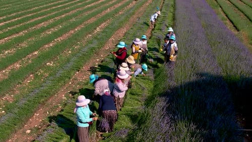 Farmers Harvest Lavender