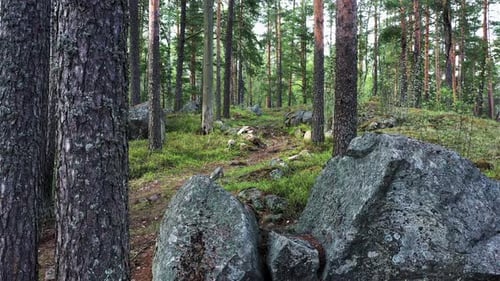 Flight at the Pine Forest