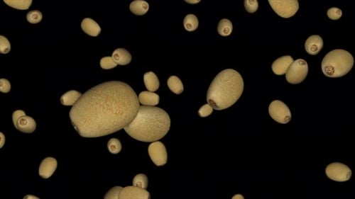 Dynamic Kiwifruit Fall: Natural Organic Food Video Element