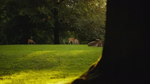 Young Deer Grazing Together On Grass In Sunlit Forest