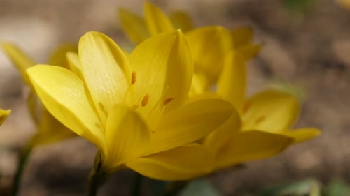 Hidden in shadow Sternbergia lutea flower 4K 2160p 30 fps Imágenes UltraHD - Estigmas de cerca y mascotas