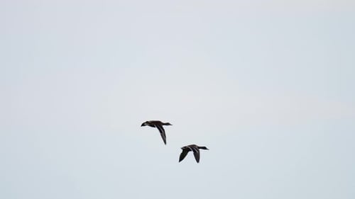 Pair of Mallard Ducks Flying