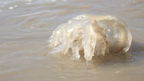 Scyphozoa Stamm Riese Cnidaria Organismus auf Sand 4K 2160p 30fps UltraHD-Aufnahmen - Dead true Jellyfis