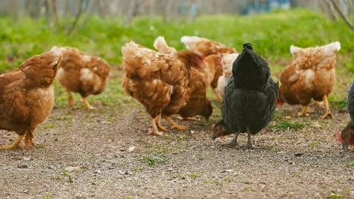 Chicken