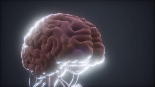 Modelo de cerebro humano