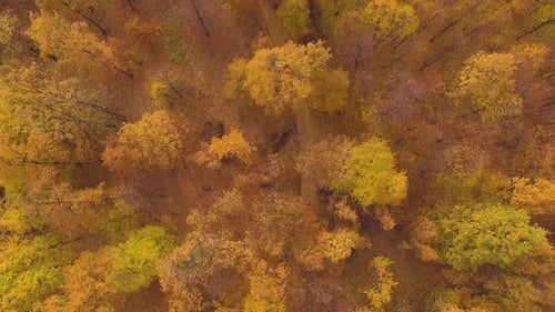 Aerial View of a Biker Riding his bike in the Forest During Autumn Season