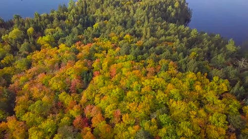 Aerial Daytime Overhead Shot Of Fall Forest Colors Tilts Up To Reveal Calm Lake And Pine Tree Island