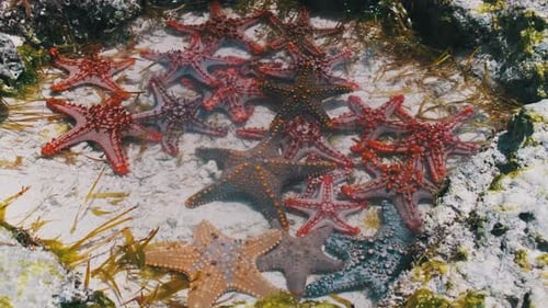 Viele bunte Seesterne liegen in einem natürlichen Korallenaquarium an der Küste des Ozeans