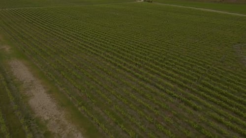 Vignoble au lac Wanaka, Nouvelle-Zélande - Vue aérienne par drone