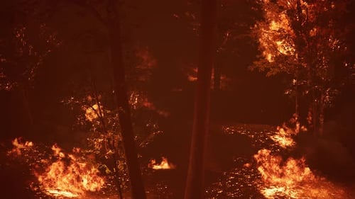 Large Flames of Forest Fire at Night