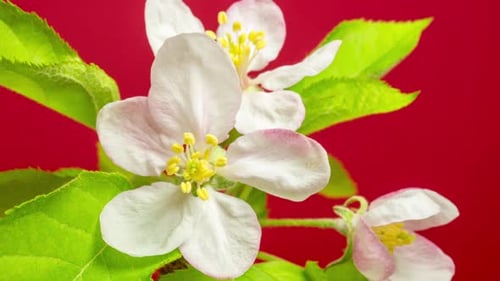 Apple Flower Blossom Timelapse on Red