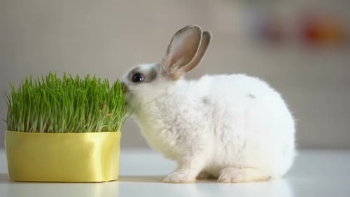 Hungry Pet Rabbit Eating Grass Plant, Nutrition Supplement, Wildlife Nature