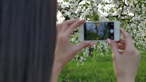 Woman Takes Photo of Blossoming Tree with Phone
