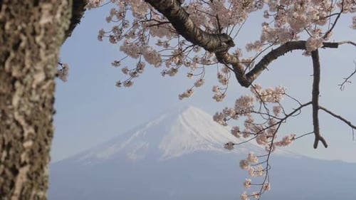 Mt. Fuji With Cherry Blossom