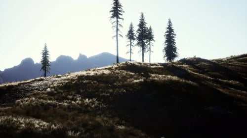 Trees on Meadow Between Hillsides with Conifer Forest