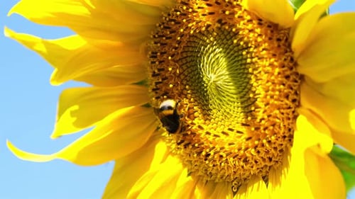 Bumblebee Pollinating Yellow Sunflower on Sunny Day