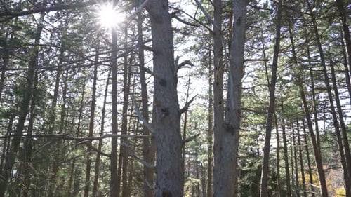 Personal Perspective of Walking on a Path in the Forest