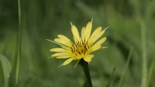Green field Tragopogon pratensis flower 4K 2160p 30fps UltraHD footage - Macro of yellow meadow sa