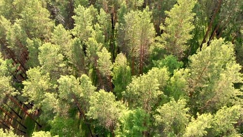 Drohne fliegt tief über Wald und immergrüne Nadelbäume.