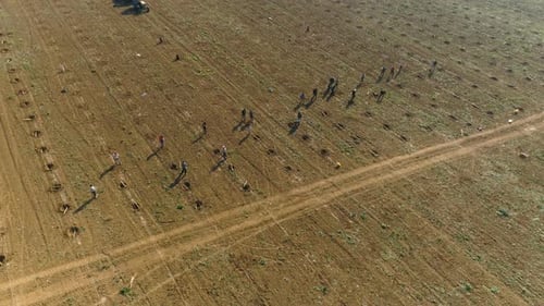 workers in A Farm Field Preparing to Harvest Plums