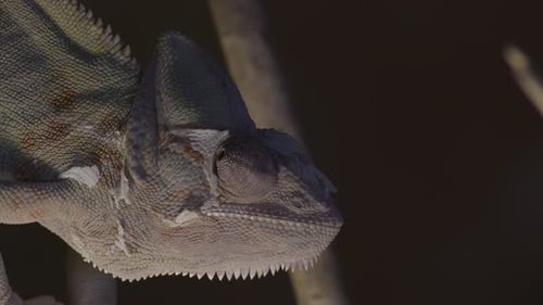 Chameleon Looking Around in a Branch