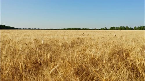 Top View of a Wheatfield