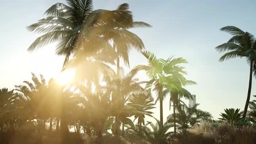 Rayos al atardecer a través de palmeras