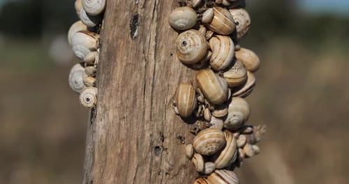 Theba pisana, also named, white garden snail, sand hill snail.