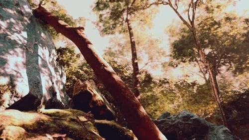 Sunshine in a Tropical Forest