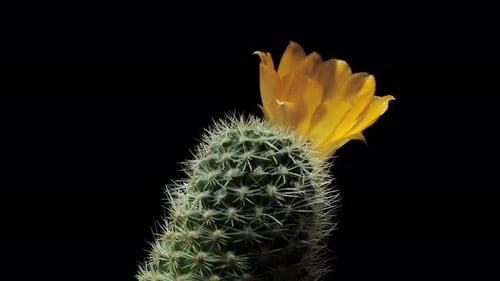 Cactus with Yellow Flower Blooming on Black Background