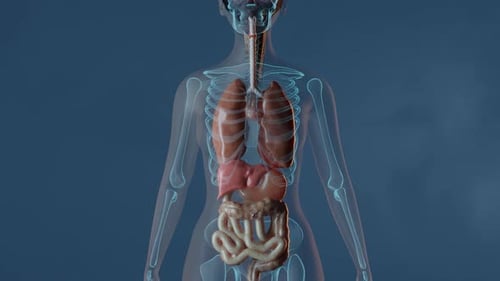 Lungs In Female Body