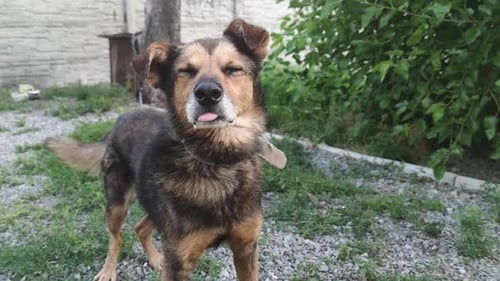 El perro ladra en la cadena
