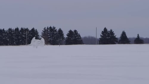 Snowy Owl Flying in slow motion