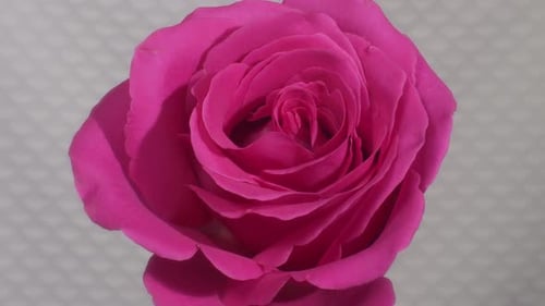Pink Rose Flowering
