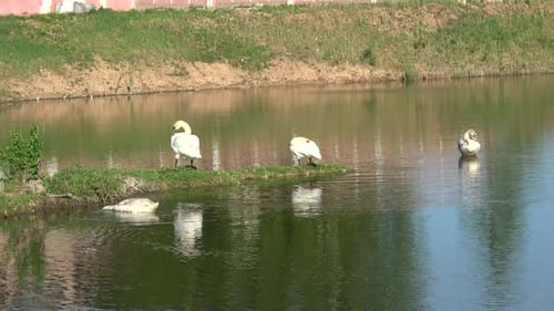 Schwäne in der Stadt 17