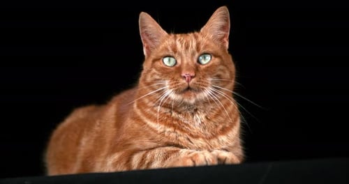 Red Tabby Domestic Cat, Adult Laying against Black Background, Real Time 4K
