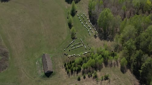 Summer Bee Apiary in the Forest