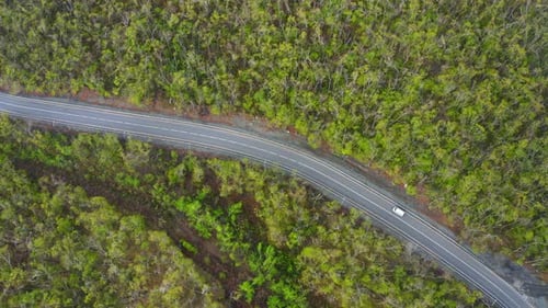 View From a Drone Vertically Down on an Asphalt Road in the Forest at Dawn