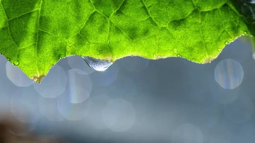 Water Droplet on Edge of Vibrant Green Leaf