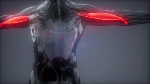 3D Animation of Biceps Muscles in Human Anatomy Scan
