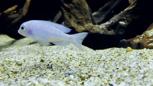 Tierfische in reiner Unterwasserwelt 2