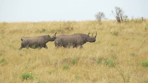 Rhinoceros running in Maasai Mara