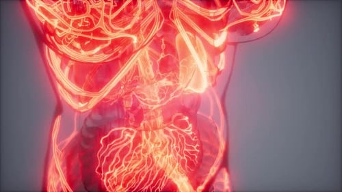 3D Animation of Human Body Circulatory System