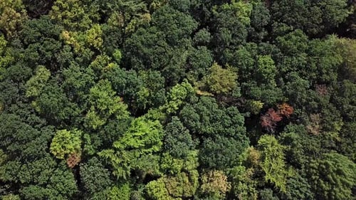 Overhead View of Top of Summer Forest