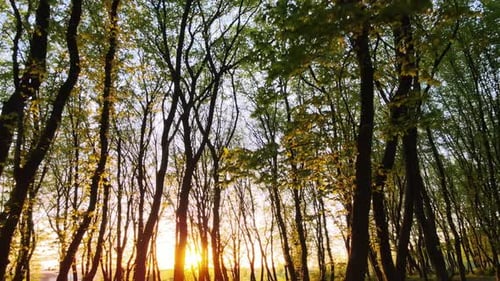 Forêt nocturne dense avec de grands arbres et un soleil jaune vif qui brille à l'horizon au coucher du soleil.